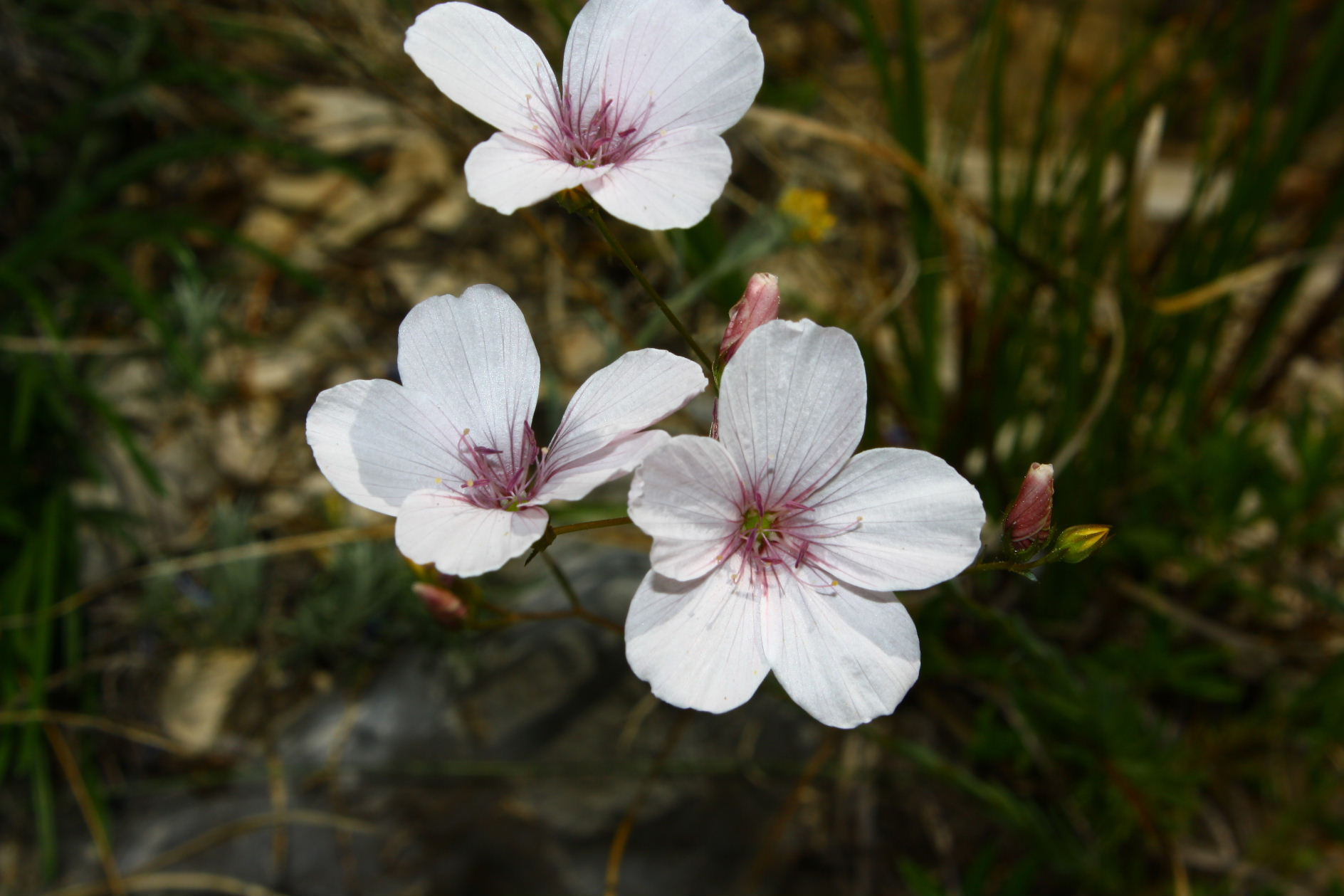Linum tenuifolium
